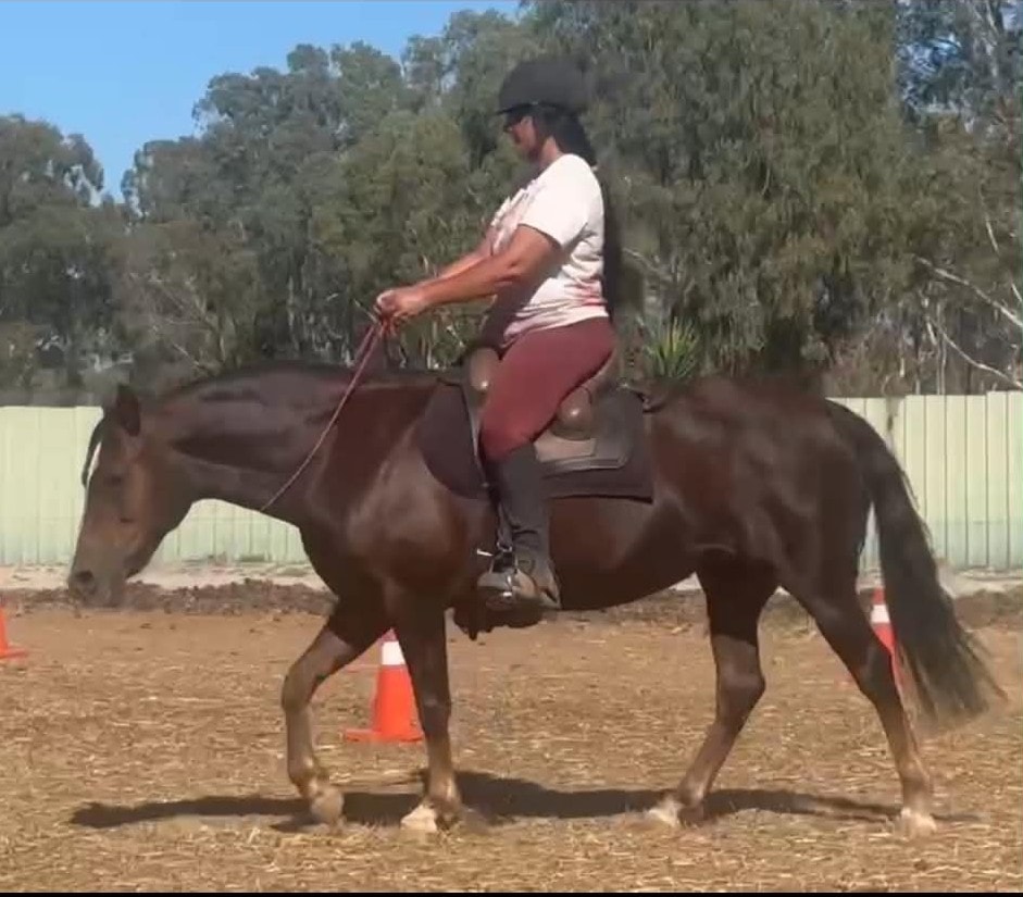 Horse trainer working on groundwork and lunging