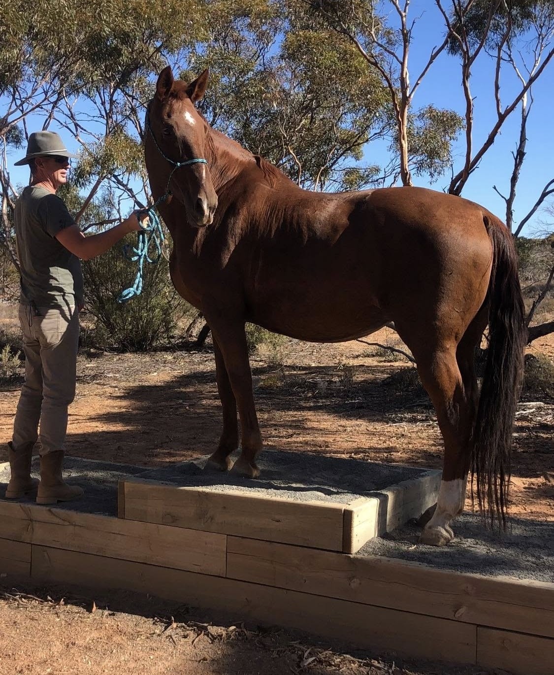 Millie — Warmblood mare and lesson horse at Harmony N Horsemanship